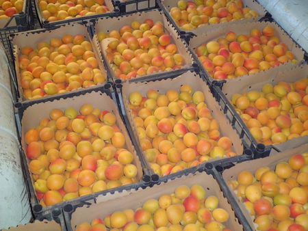 Portici da marmellata 1